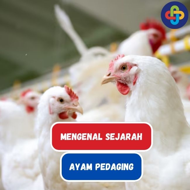 Ketahui Sejarah Ayam Pedaging Broiler Yang Banyak Dikonsumsi